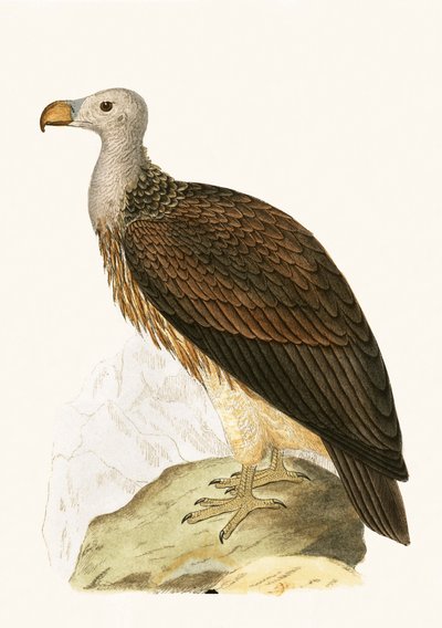 Vautour sociable, illustration de 