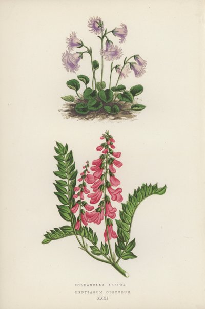 Soldanella Alpina; Hedysarum Obscurum - English School