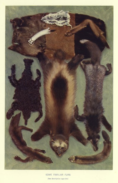 Quelques fourrures familières - English School