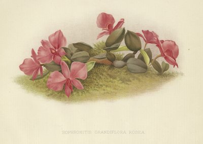 Sophronitis grandiflora rosea - English School