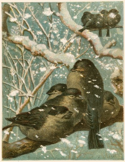 Moineaux dans la neige - English School