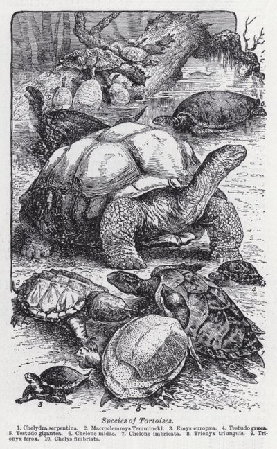 Espèces de tortues (lithographie) - English School