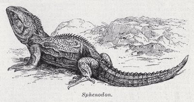 Sphénodon - English School