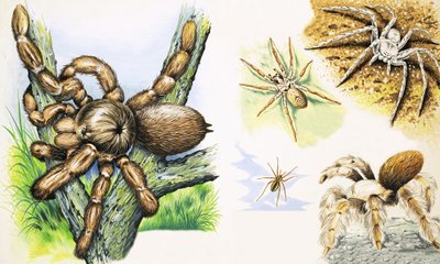 Araignées - English School