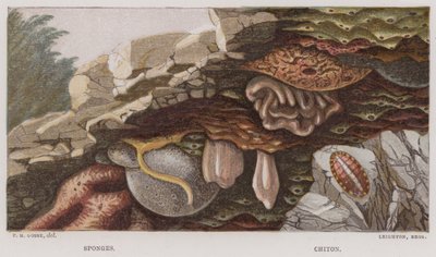 Éponges, Chiton - English School