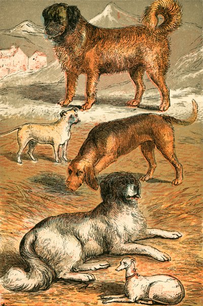 Saint Bernard, Bouledogue, Chien de Saint-Hubert, Terre-Neuve et Lévrier italien - English School