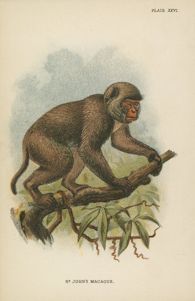 Macaque de St. John - English School