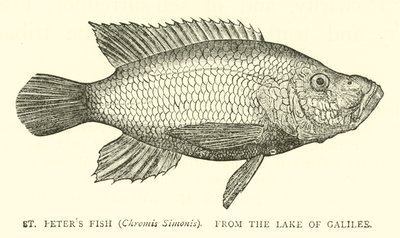 Poisson de Saint Pierre (Chromis Simonis), du lac de Galilée - English School