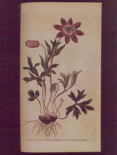Anémone étoilée (Anemone hortensis), planche 123 de 