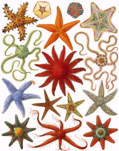 Étoile de mer - English School