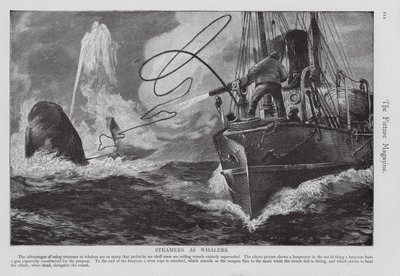 Bateau à vapeur utilisé comme baleinier (gravure) - English School
