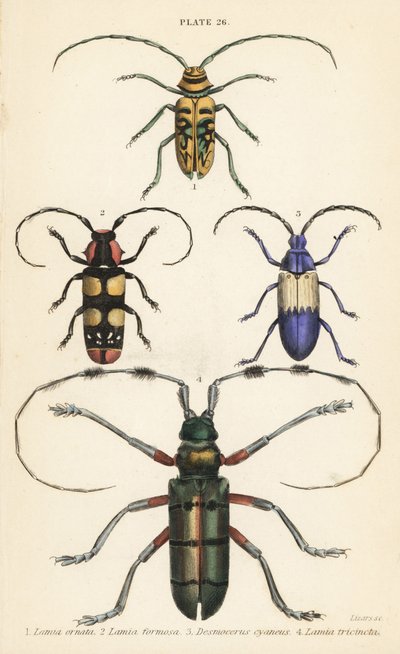 Sternotomis pulchra 1, Tragocephala formosa 2, perceur de sureau, Desmocerus palliatus 3, et Thysia wallichii 4 - English School