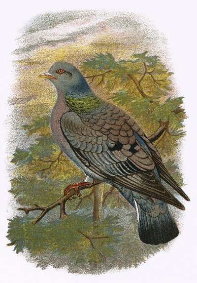Pigeon biset - English School