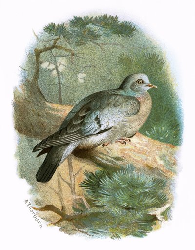 Pigeon colombin - English School