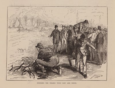 Remplir la Tamise de carpes et de tanches (gravure) - English School