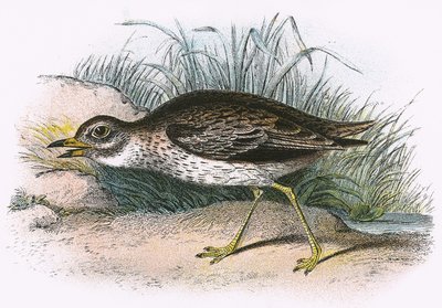 Œdicnème criard - English School
