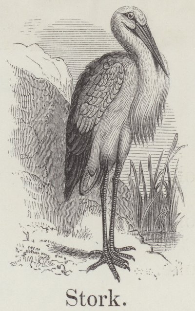 Cigogne (gravure) - English School
