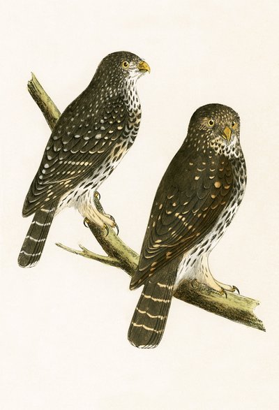 Strix Pusilla, illustration de 