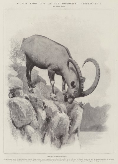 Études de la vie aux jardins zoologiques - English School