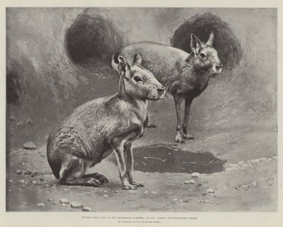 Études de la vie aux jardins zoologiques, maras ou cavies patagoniens - English School