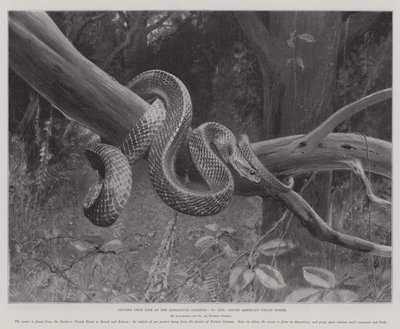 Études de la vie aux jardins zoologiques, serpent corail sud-américain - English School