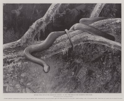 Études de la vie aux jardins zoologiques, la maison du serpent arboricole plombé - English School