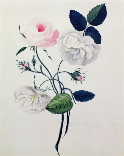 Étude de roses blanches et roses, c.1820 - English School