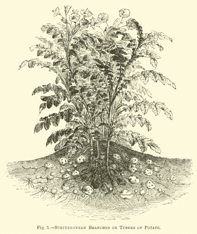 Branches souterraines ou tubercules de pomme de terre - English School