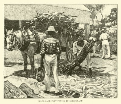 Culture de la canne à sucre dans le Queensland - English School