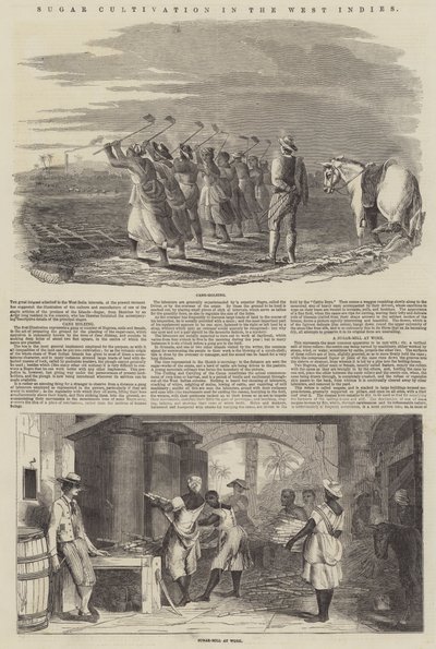 Culture de la canne à sucre aux Antilles (gravure) - English School