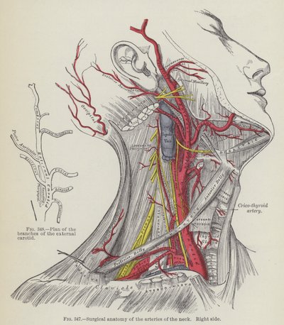 Anatomie chirurgicale des artères du cou, côté droit (gravure) - English School