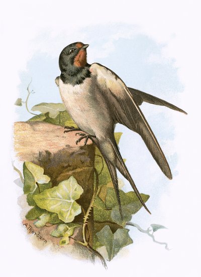 Hirondelle - English School