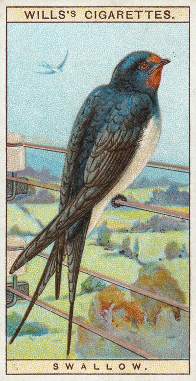Hirondelle - English School