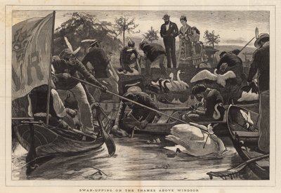Swan-upping sur la Tamise au-dessus de Windsor - English School