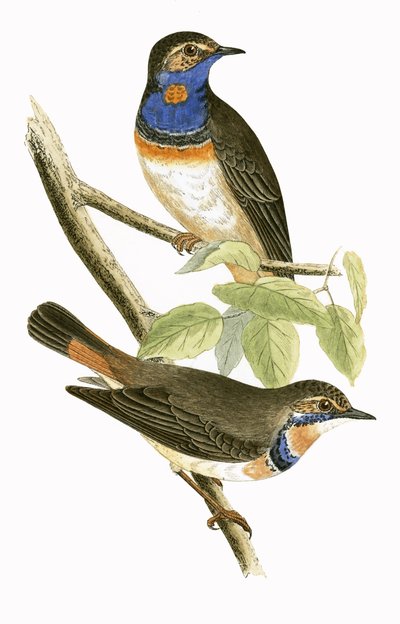 Gorgebleue à miroir suédoise, illustration de 