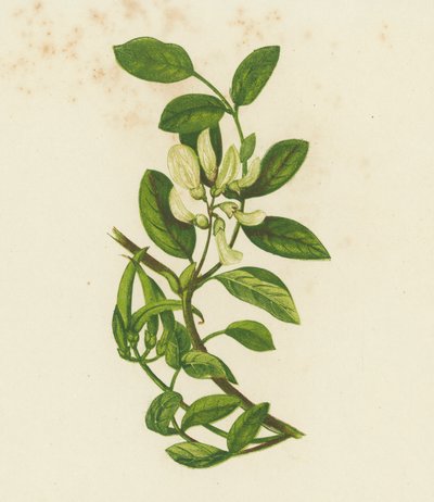 Astragale douce, Astragalus Glyciphyllus - English School