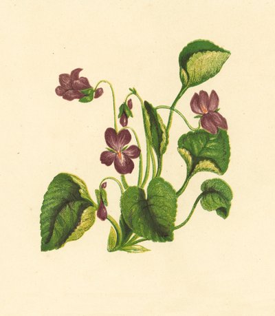 Violette Odorante, Viola Odorata - English School