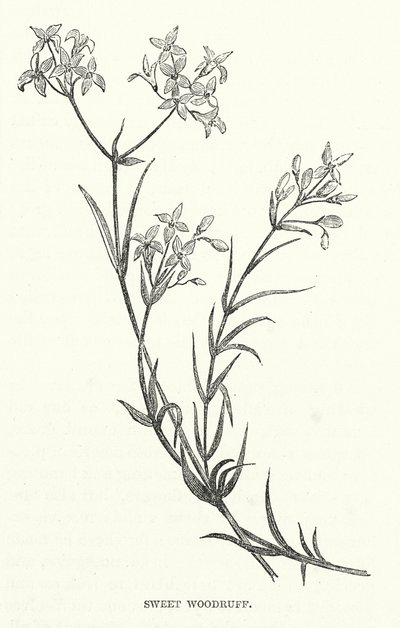Aspérule odorante - English School