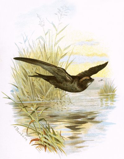 Swift - English School