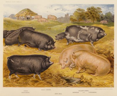 Porcs - English School