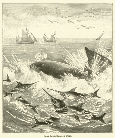 Les Espadons attaquant une Baleine - English School