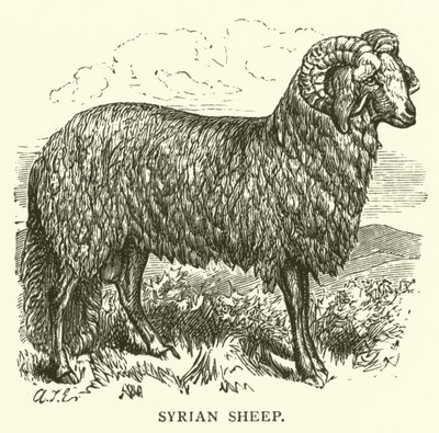 Moutons syriens - English School