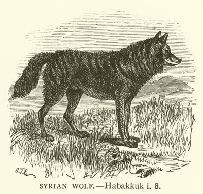 Loup Syrien, Habacuc, i, 8 - English School