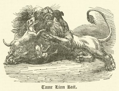 Appât de lion apprivoisé - English School