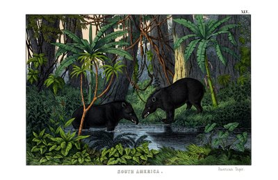 Tapir - English School