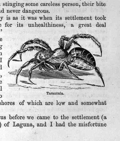 Tarantule, de Saint-Domingue passé et présent par Samuel Hazard, pub. 1873 - English School