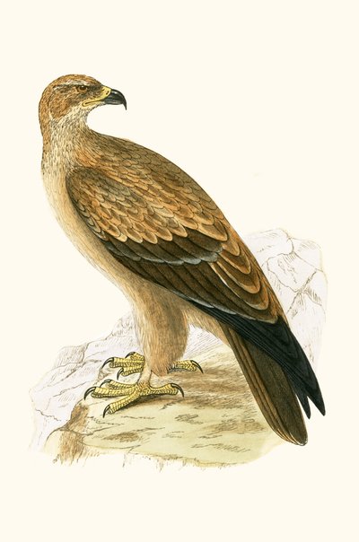 Aigle fauve, illustration de 