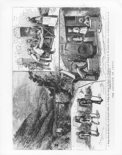 Culture du thé en Inde, 1883 - English School