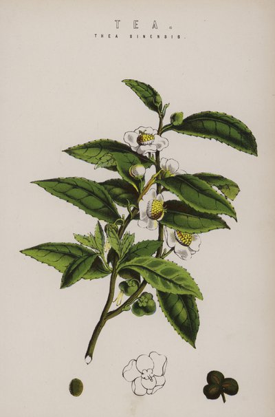 Plante de thé - English School