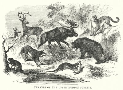 Locataires des forêts de la Haute-Hudson (gravure) - English School